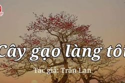 Tản văn hay: Cây gạo làng tôi