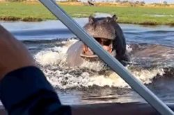CLIP: Hà mã điên cuồng đuổi theo thuyền của du khách và cái kết 'đau tim'