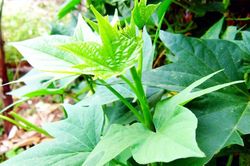Loài rau quen thuộc, tốt như nhân sâm, chống ung thư