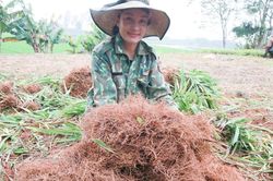 'Vàng xanh' trên đất đồi Nghệ An