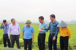 Phó Chủ tịch UBND tỉnh kiểm tra sản xuất nông nghiệp tại Đô Lương và Yên Thành