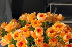 Tử vi ngày 27/3/2025 của 12 cung hoàng đạo: Tài lộc khởi sắc với Song Tử