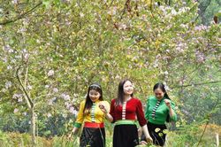 Điểm nhấn hút khách ngắm hoa ở công viên sinh thái huyện vùng cao Nghệ An