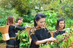 Giá cà phê hôm nay 28/3/2025: Lao dốc giảm mạnh