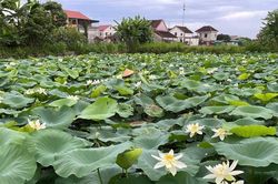 Nông nghiệp sạch gắn với du lịch sinh thái ở Nghệ An