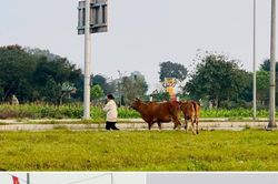 Nhiều người đi sai làn đường; Gia súc bị chăn thả trên tuyến Đại lộ Vinh - Cửa Lò