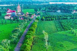 Gia Lai: Phá bỏ Biển Hồ chè thơ mộng để trồng cà phê