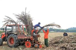 Nông dân Tân Kỳ cơ giới hóa mạnh mẽ nghề trồng mía, lãi liên tục tăng