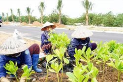 Quảng Nam: Tìm đơn vị chăm sóc, duy trì hệ thống cây xanh trên đường Võ Chí Công tại gói thầu 56 tỷ