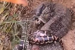 CLIP: Đã mắt xem màn tử chiến 'nảy lửa' của thằn lằn và trăn