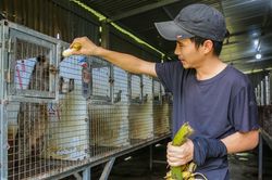 Chàng trai kiếm nửa tỷ mỗi năm nhờ con 'ăn đêm, đẻ khỏe'