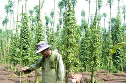 Giá tiêu hôm nay 1/4/2025: Giá giảm trở lại