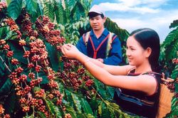 Giá cà phê hôm nay 1/4/2025: Tăng nhẹ trở lại