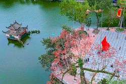 Rực rỡ sắc đỏ hoa gạo ở ngôi chùa cổ ngoại thành Hà Nội