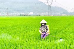 Nông dân Nghệ An tích cực phòng trừ sâu bệnh hại lúa ở giai đoạn cao điểm