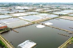 Nông dân Nghệ An nuôi tôm rải vụ, tối ưu hóa lợi nhuận