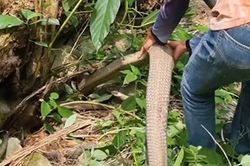 CLIP: Rùng mình trước cảnh 2 người đàn ông dùng tay bắn rắn khổng lồ