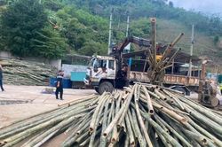 Cây mét - 'vàng xanh' của người dân miền Tây Nghệ An