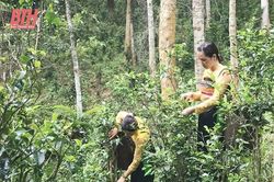 Chè Tán Ma Hiền Kiệt: Từ cây nhà lá vườn đến sản phẩm OCOP