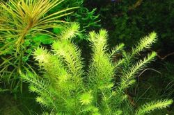 Một số cây cảnh sống trong nước dành cho ngươi chơi bể thủy sinh