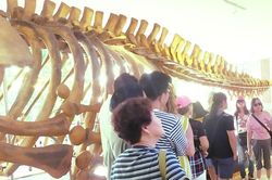 Du khách thích thú đi xem bộ xương động vật quý hiếm 'khổng lồ' ở Khánh Hòa