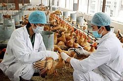 Thủ tướng chỉ đạo triển khai đồng bộ các giải pháp phòng, chống dịch bệnh gia súc, gia cầm