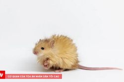 Chuột lông cừu với những đặc điểm voi ma mút