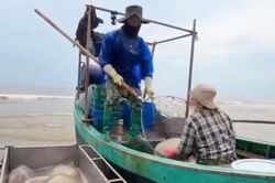 Ngư dân Thạch Trị thu nhập hàng triệu/ngày nhờ sứa biển