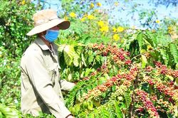 Giá cà phê hôm nay 7/4/2025: Mức thấp nhất 3 tháng qua