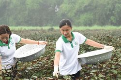 Cận cảnh trồng và chế biến thủ công trà búp tía tô ở Đô Lương