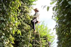 Giá tiêu hôm nay 8/4/2025: Chờ thông tin về thuế quan