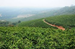 Giá cà phê hôm nay 8/4/2025: Giảm mạnh rời mốc 5000 USD