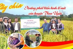 Cây chia – Hướng phát triển kinh tế mới của huyện Than Uyên