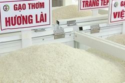 Giá gạo hôm nay 9/4: Gạo nguyên liệu bật tăng