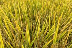 Nỗ lực nghiên cứu chọn tạo giống ngô, lúa của Thai Binh Seed
