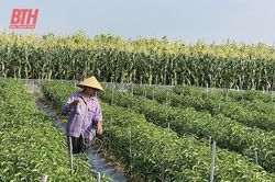 Sản xuất nông nghiệp bền vững gắn với xây dựng nông thôn mới