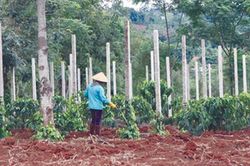 Giá tiêu hôm nay 10/4/2025: Xuất khẩu giảm mạnh