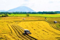 Giá lúa gạo hôm nay 10/4/2025: Trong nước tăng nhẹ