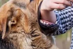 Đang chơi đùa với chó nhà, bé gái bị cắn thủng thực quản