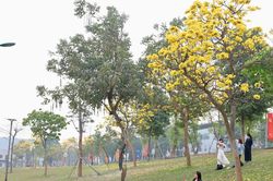 Sắc hoa trên phố