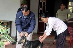 Nghệ An nỗ lực tiêm phòng cho 80% đàn vật nuôi