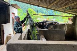 Triển khai đồng bộ, quyết liệt các giải pháp phòng, chống dịch bệnh gia súc, gia cầm trên địa bàn tỉnh