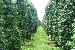 Giá tiêu hôm nay 13/4/2025: Tiếp tục đà tăng