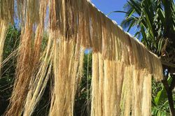 Kỹ thuật làm sợi độc đáo từ cây chuối của người Philippines