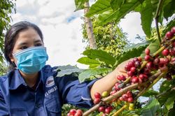 Giá cà phê hôm nay 14/4/2025: Xu hướng tăng trở lại