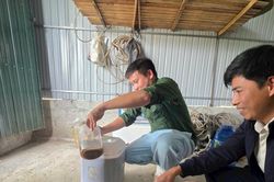 Nông dân Nghệ An sản xuất phân bón lá từ giun quế