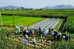 Giống ngô nếp TBM18 với triển vọng cho năng suất và chất lượng vượt trội