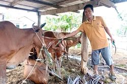Vốn tín dụng chính sách: 'Đòn bẩy' kinh tế giúp người dân thoát nghèo