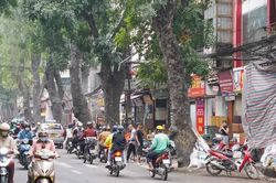 'Số phận' hàng trăm cây lim, xà cừ khi Hà Nội làm đường qua Đống Đa, Ba Đình