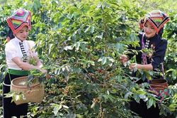 Giá cà phê hôm nay 17/4/2025: Tiếp tục tăng sốc
